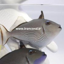 Blue Throat Triggerfish