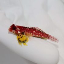 Ruby Red Dragonet
