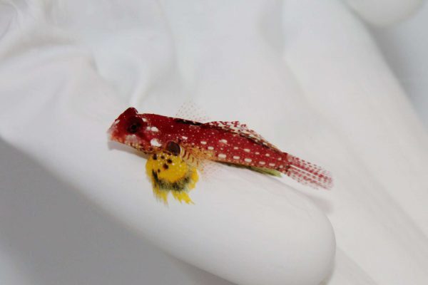 Ruby Red Dragonet