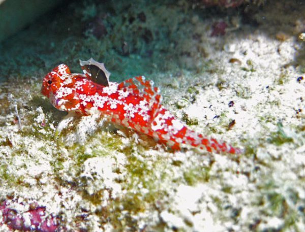 Ruby Red Dragonet