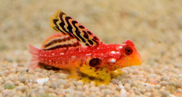 ماندارین قرمز یاقوتی