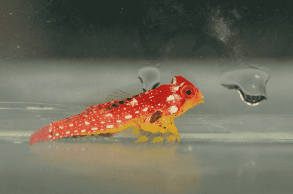 ماندارین قرمز یاقوتی