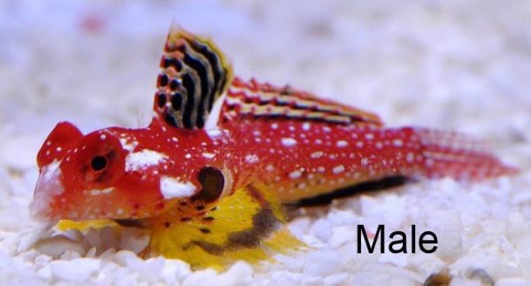 Ruby Red Dragonet