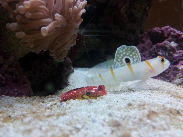 Ruby Red Dragonet