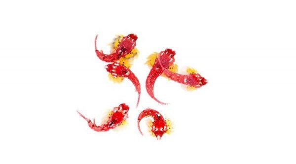 ماندارین قرمز یاقوتی