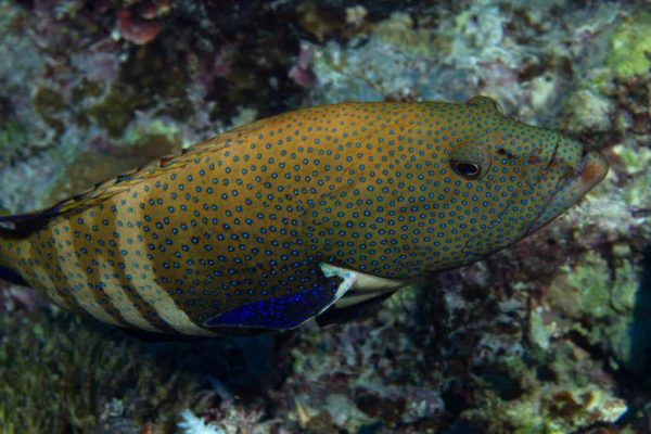 هامور ماهی خال آبی