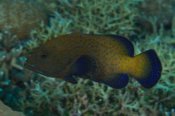 هامور ماهی خال آبی