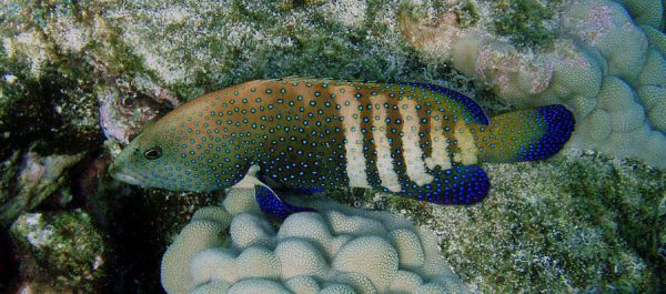 Blue Dot Grouper