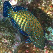 هامور ماهی خال آبی