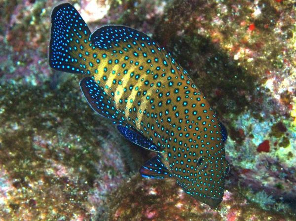 هامور ماهی خال آبی