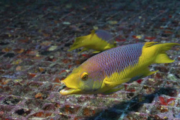 Spanish Hogfish