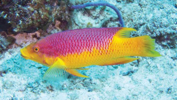 Spanish Hogfish