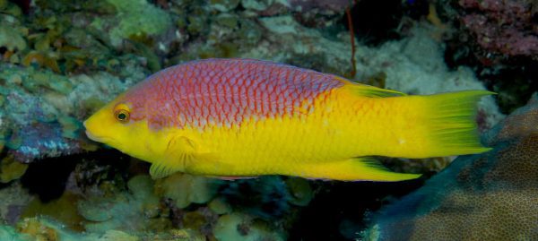 Spanish Hogfish