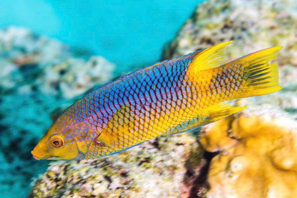 Spanish Hogfish