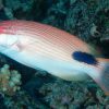Tarry hogfish