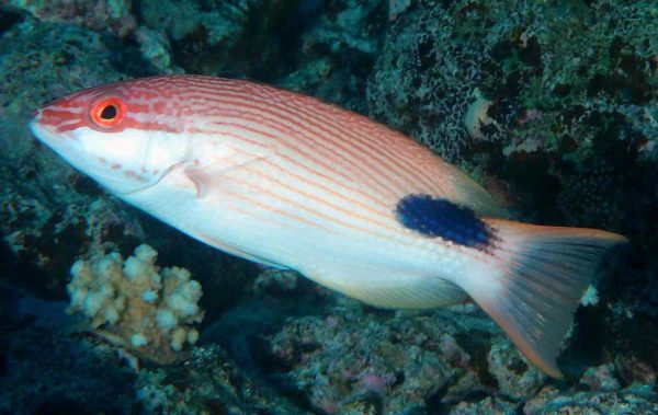 Tarry hogfish