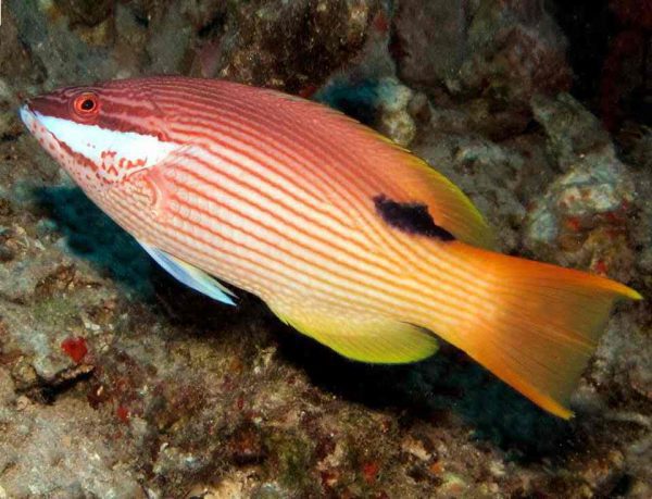 Tarry hogfish