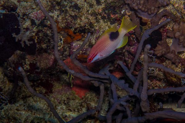 هاگ فیش تاری