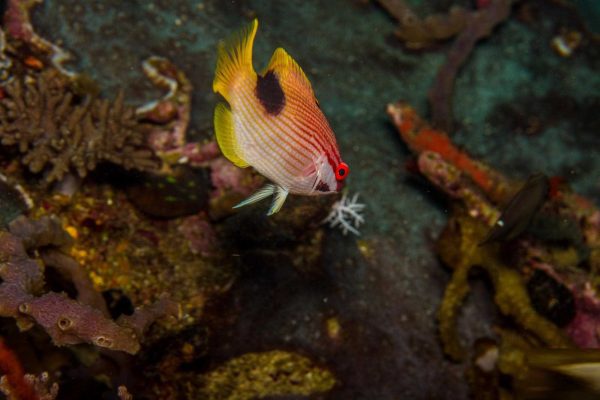 هاگ فیش تاری