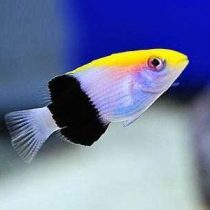 هاگ فیش تاری