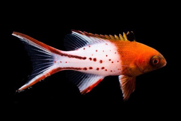 هاگ فیش دم چنگی