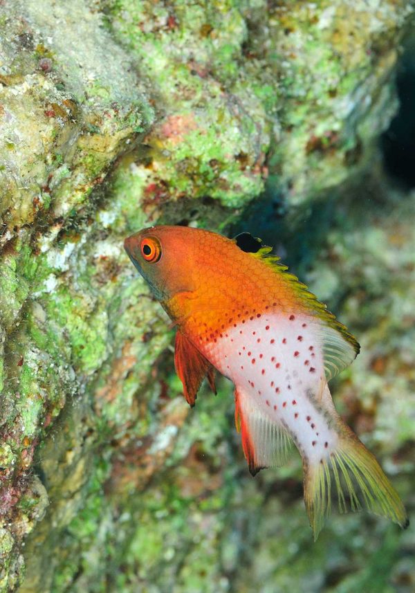 هاگ فیش دم چنگی