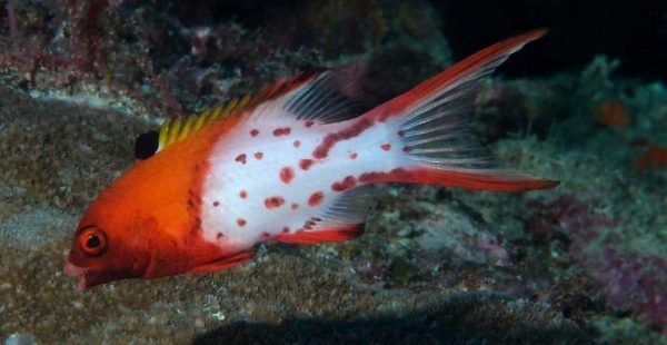 هاگ فیش دم چنگی