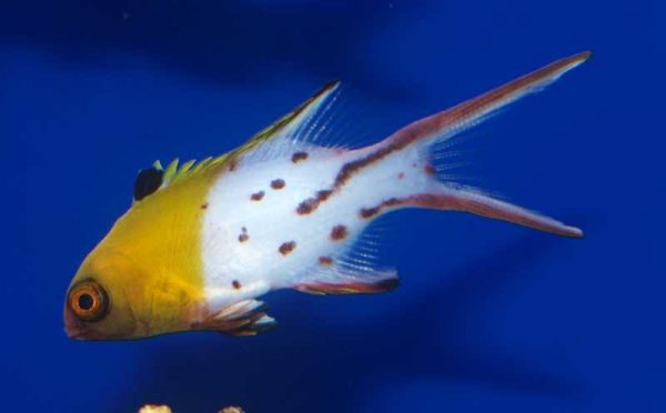 هاگ فیش دم چنگی