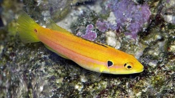 هاگ فیش دو خال