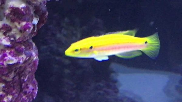 هاگ فیش دو خال