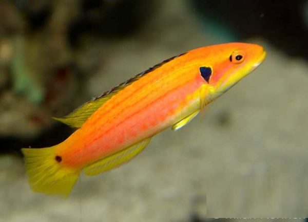 هاگ فیش دو خال