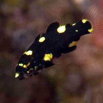 هاگ فیش مرجانی