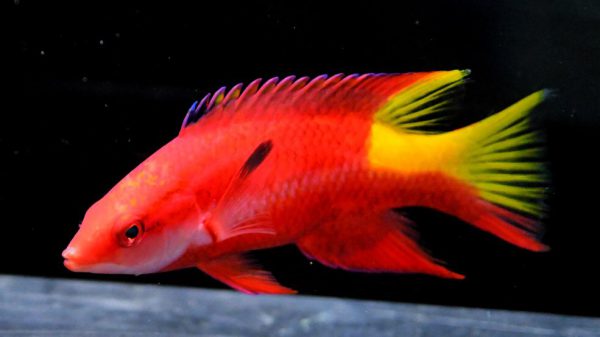 هاگ فیش کوبایی