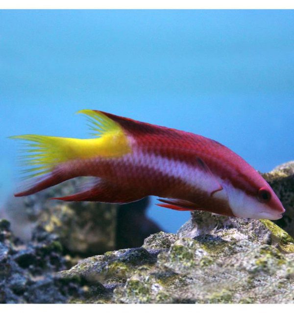 هاگ فیش کوبایی