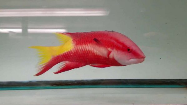 هاگ فیش کوبایی