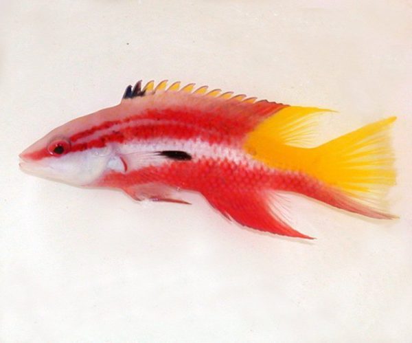 هاگ فیش کوبایی