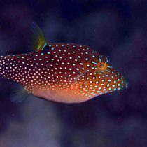 پافر خال آبی