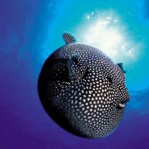 پافرماهی آرترون