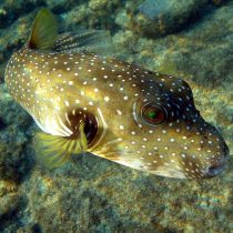 پافرماهی آرترون خال سفید