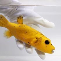 پافرماهی آرترون طلایی