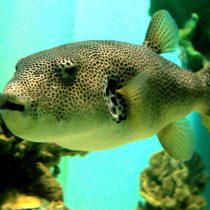 پافرماهی ستاره ای