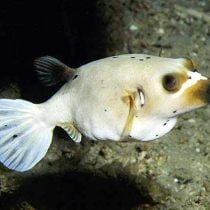 پافرماهی صورت سگی