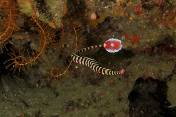 Broad-banded Pipefish