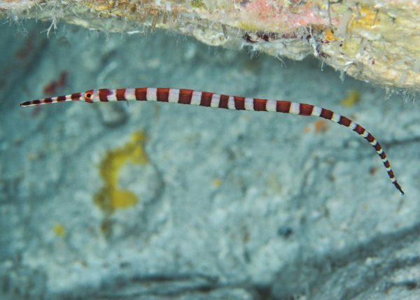 پایپ فیش بند دار