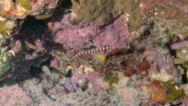 Broad-banded Pipefish