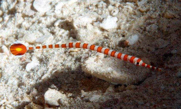 پایپ فیش بند دار