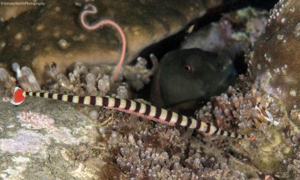 پایپ فیش بند دار