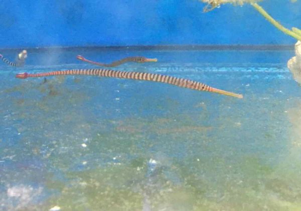 Broad-banded Pipefish