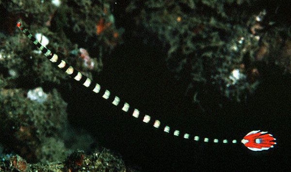 Broad-banded Pipefish