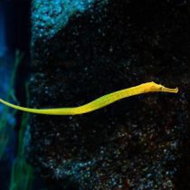 پایپ فیش تمساحی سبز